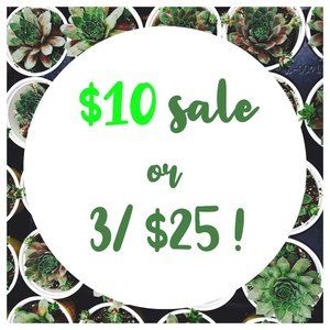 LIMITED TIME ONLY!